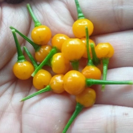 Ớt tươi / Ớt khô / Hạt giống Ớt Aji Charapita