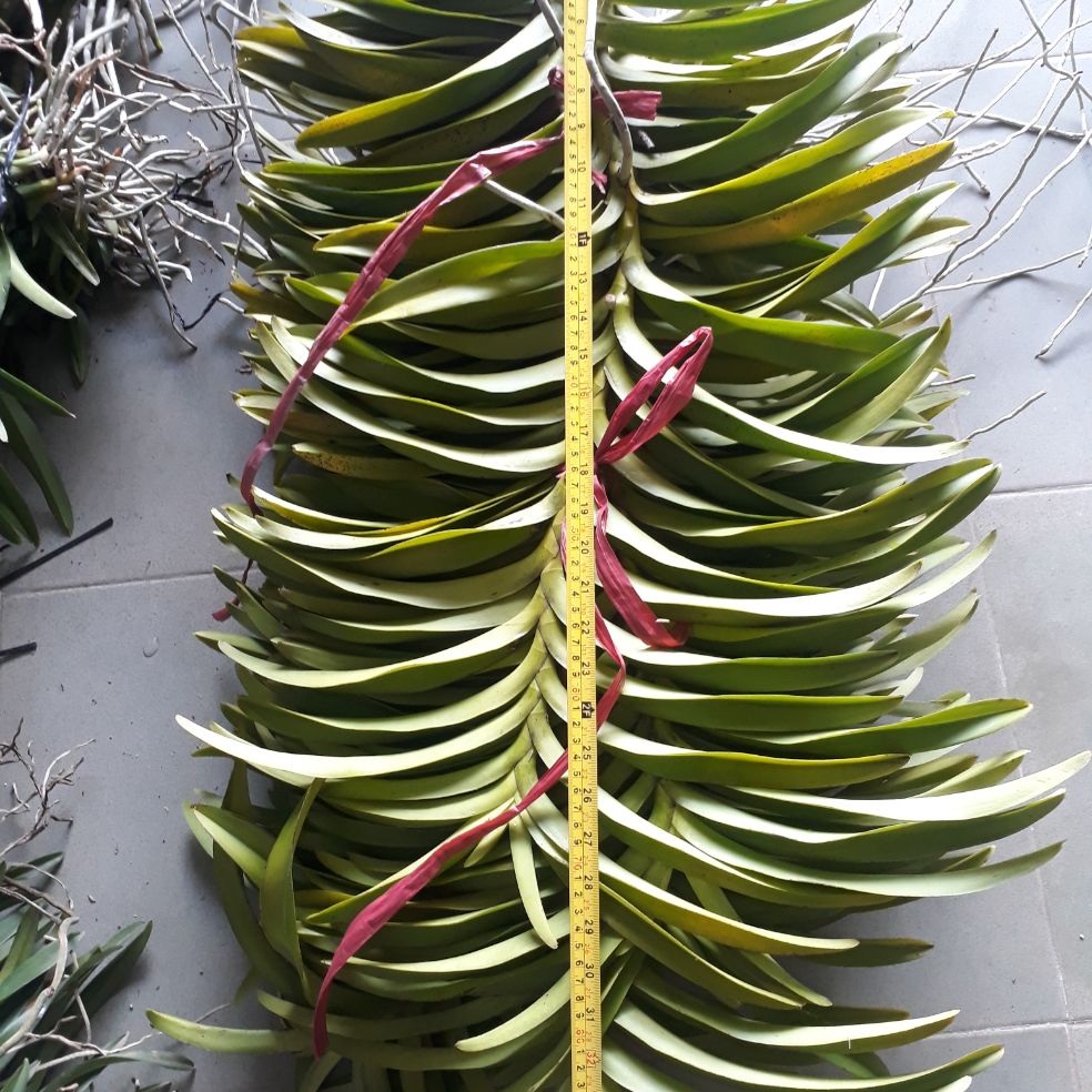 2 Cây Lan Giống Mokara Màu Đỏ(Cây cao 70-80)