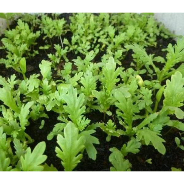 [HCM]HẠT GIỐNG TẦN Ô NO 2 (CÚC TẺ) BỊCH 10 GR