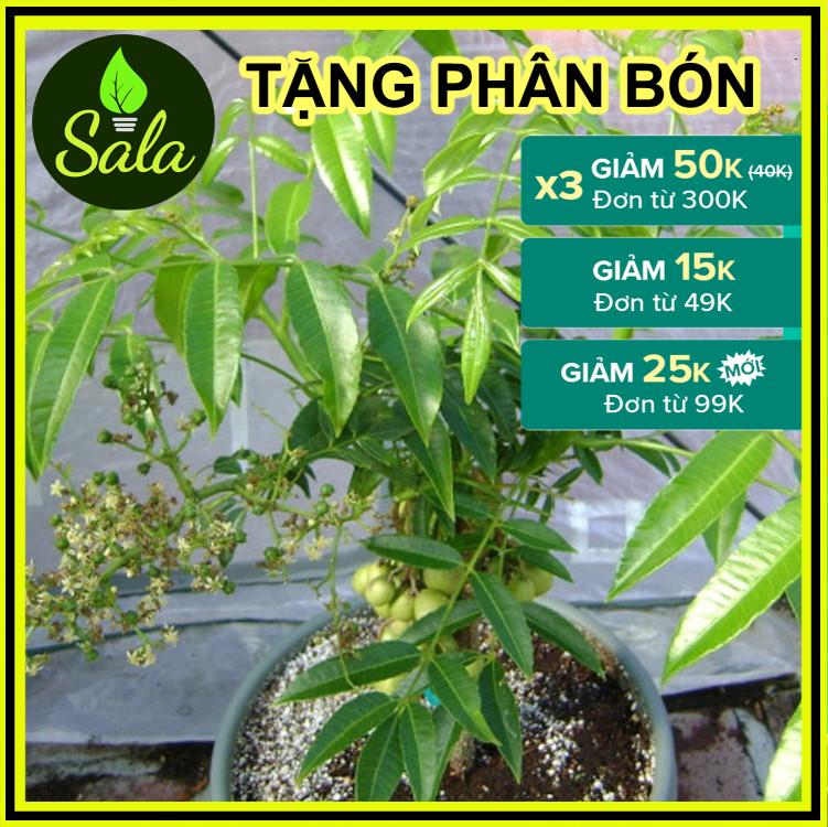 CÂY CÓC THÁI LÙN ĐANG CÓ HOA - CÂY CÓC THÁI GIỐNG - CÂY CÓC THÁI LÙN GIỐNG