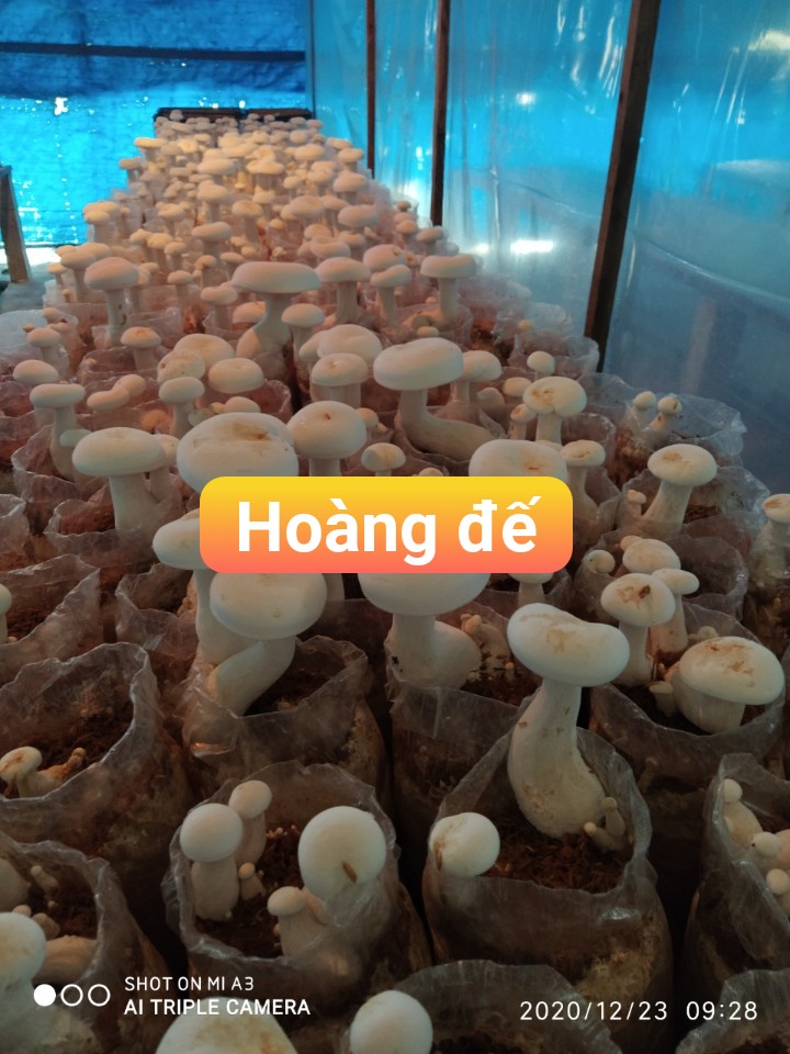 2 ký phối nấm bào ngư hoàng đế