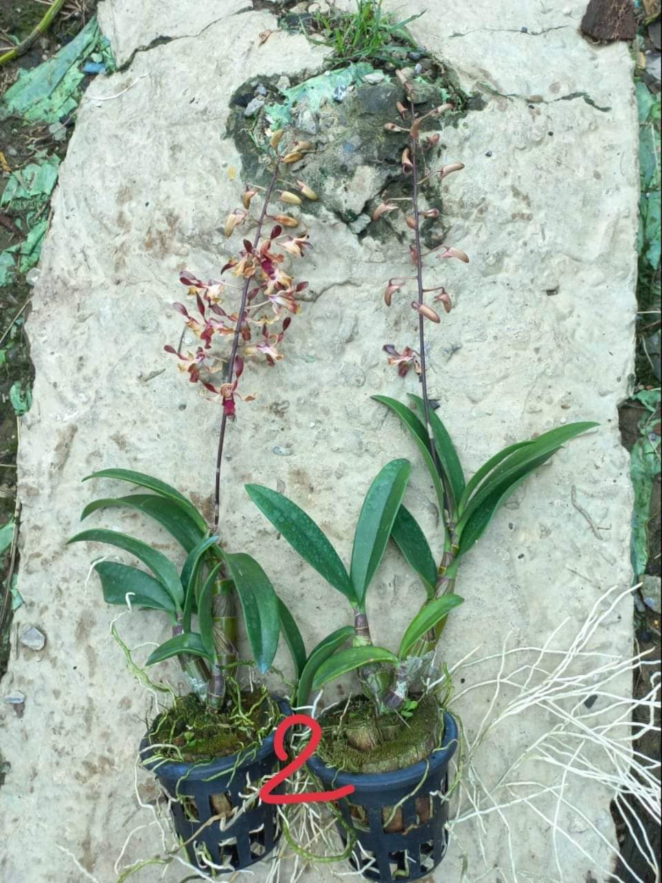 HOA LAN NẮNG SING JASMINE