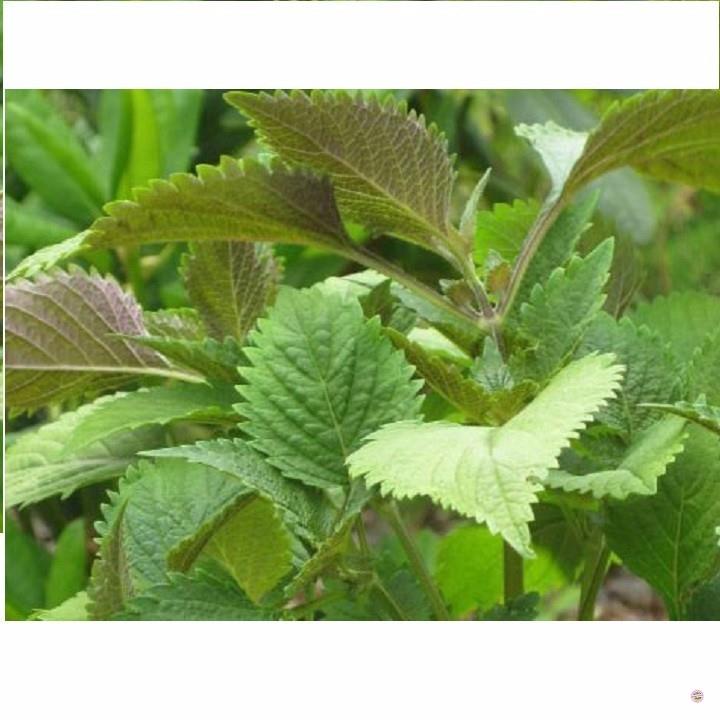 Hạt rau tía tô - gói 2 gram
