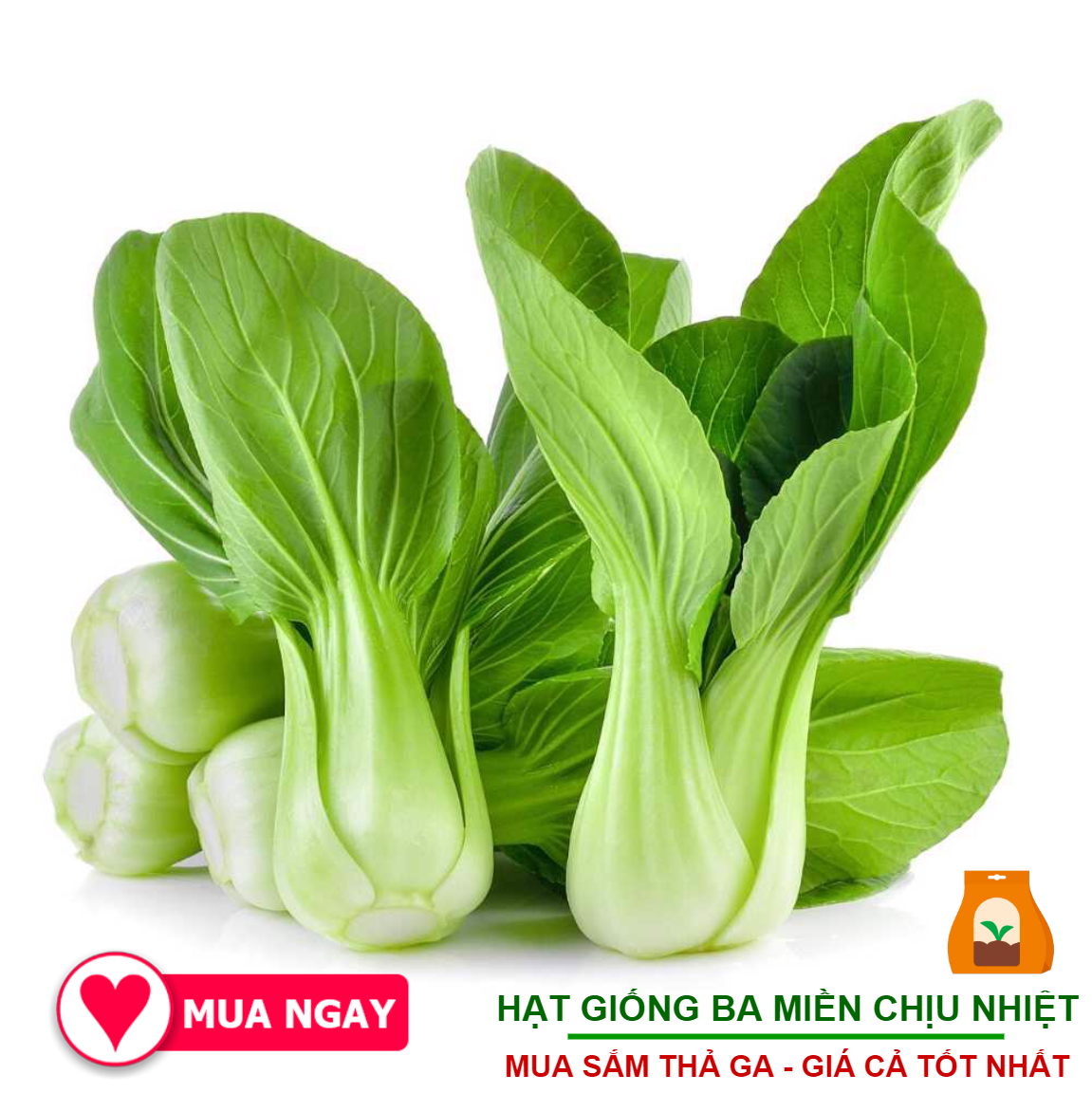 20gram Hạt Giống Cải Thìa Thượng Hải