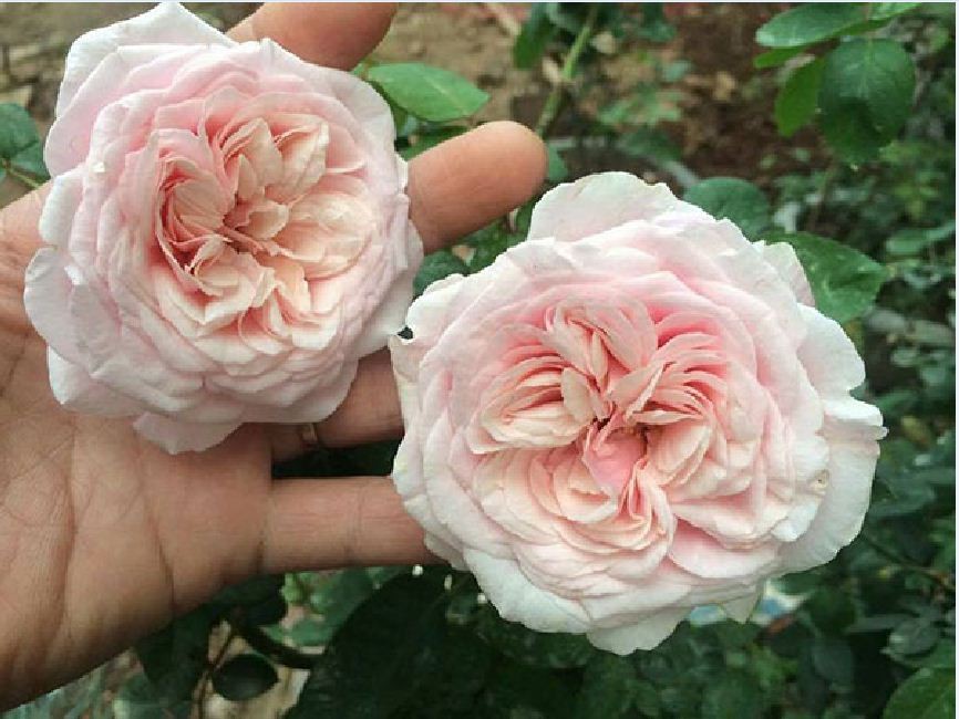 Hạt giống hoa hồng vân khôi - 1 gói 20 hạt/Tặng gói kích thích hạt nảy mầm