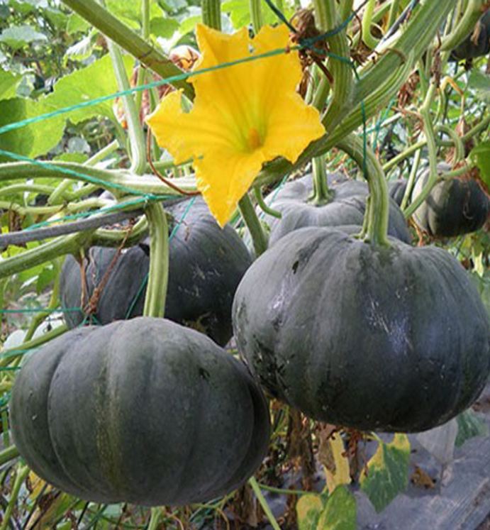 " Gói 10 "Hạt Giống Bí Đỏ Da Xanh Nhật Bản [Seeds]