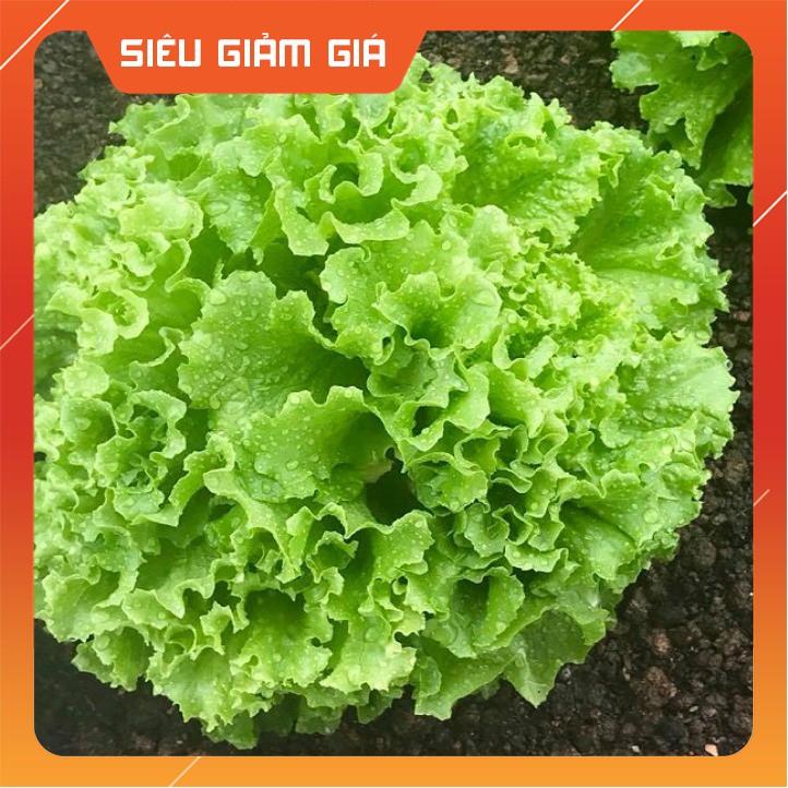 Hạt Giống Xà Lách Xoăn Sư Tử 5 Gram