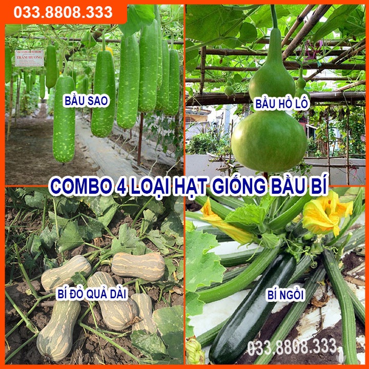 4 Loại Hạt Giống Bầu Bí ( Bí Hồ Lô - Bầu Sao - Bí Hạt Đậu - Bí Ngồi Xanh)
