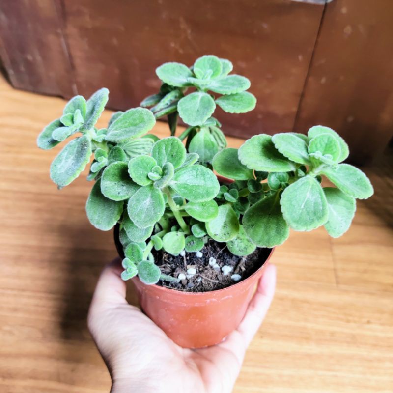 Sen Đá Thơm - Nhất Mạt Hương, Sen Đá Đẹp