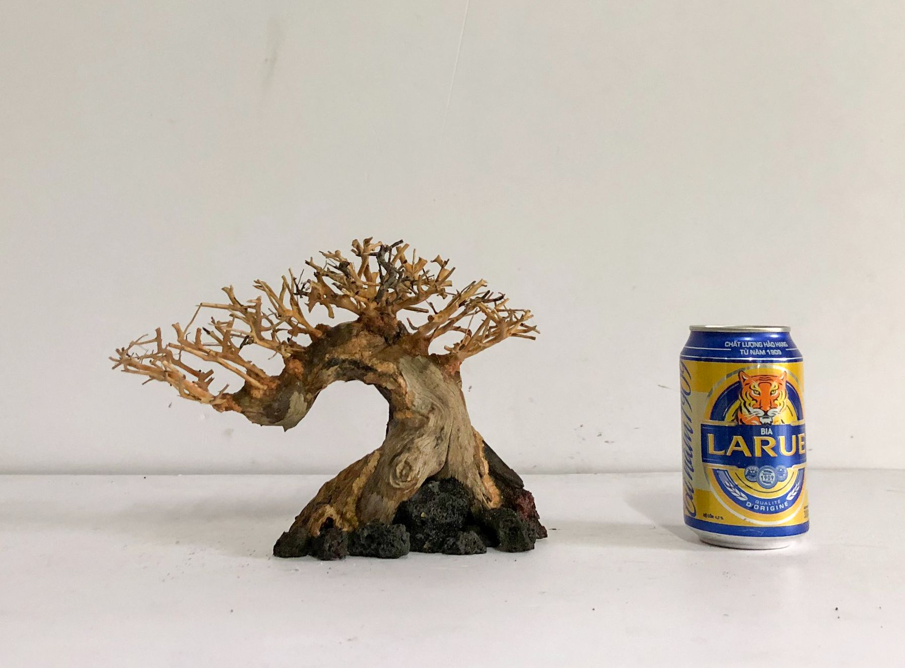 LŨA THUỶ SINH - Dáng Bonsai - Linh sam ghép tán xương