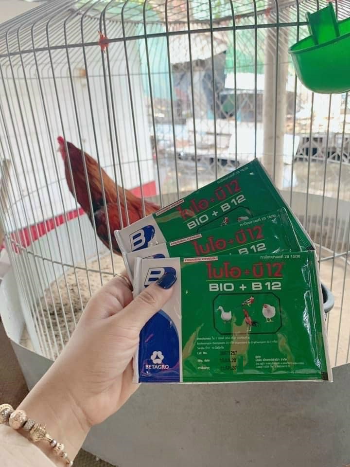 Bio-B12 Úm gà con