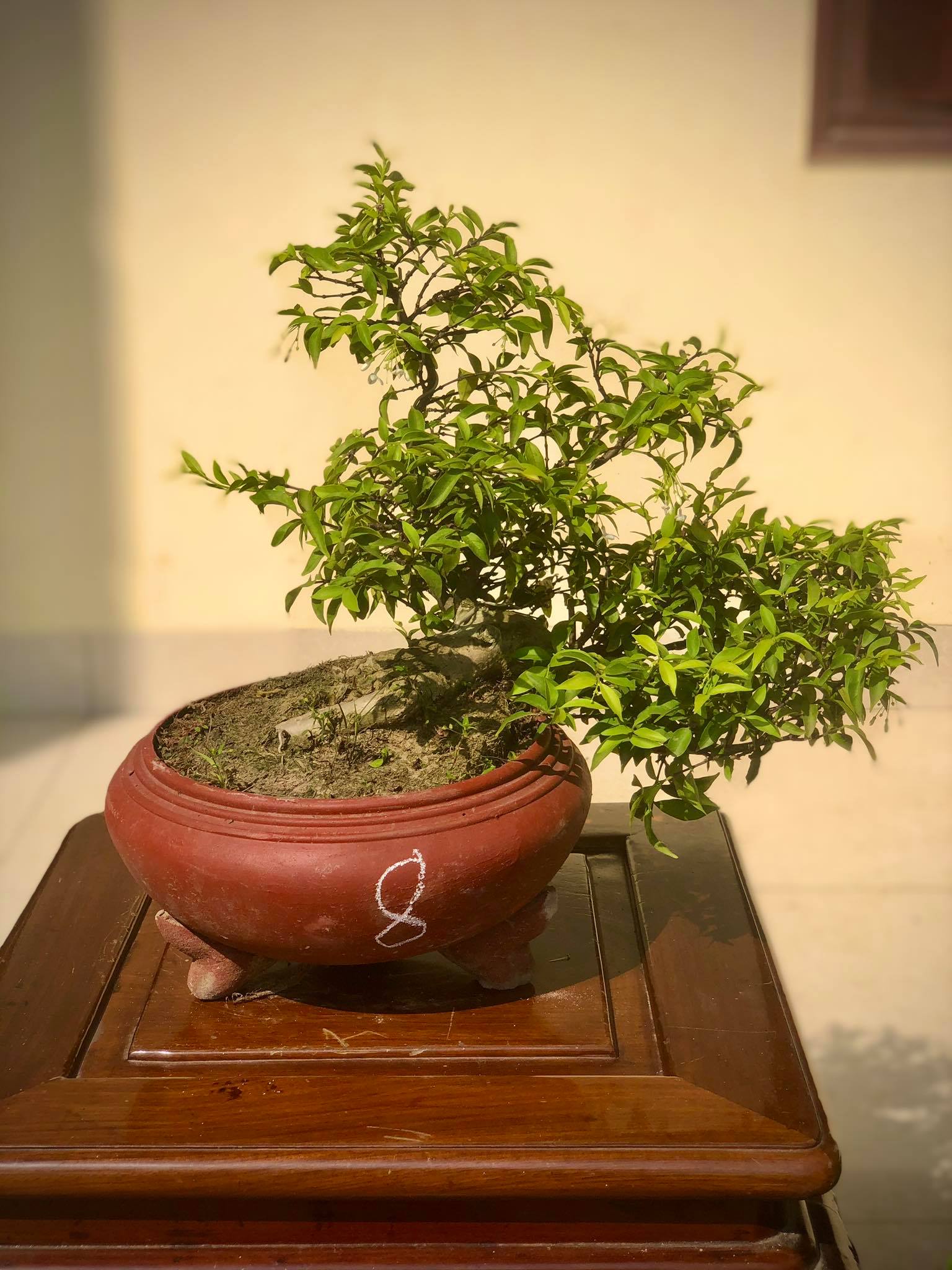 Cây mai chiếu thủy bonsai