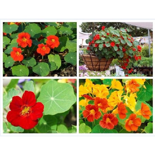 Hạt Giống Sen cạn Mix 15 Hạt/ Gói goden seed