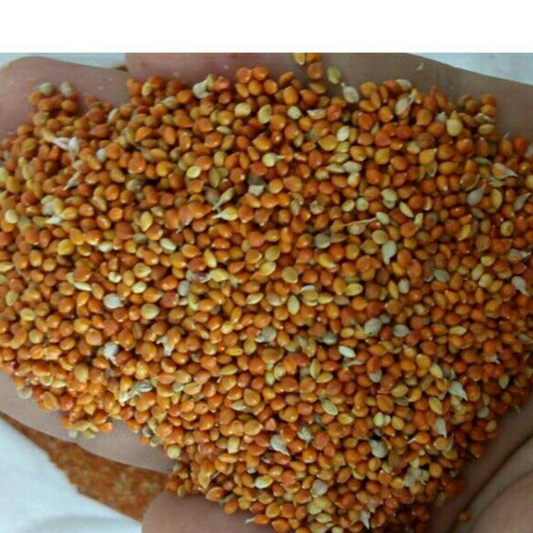 1kg hạt kê