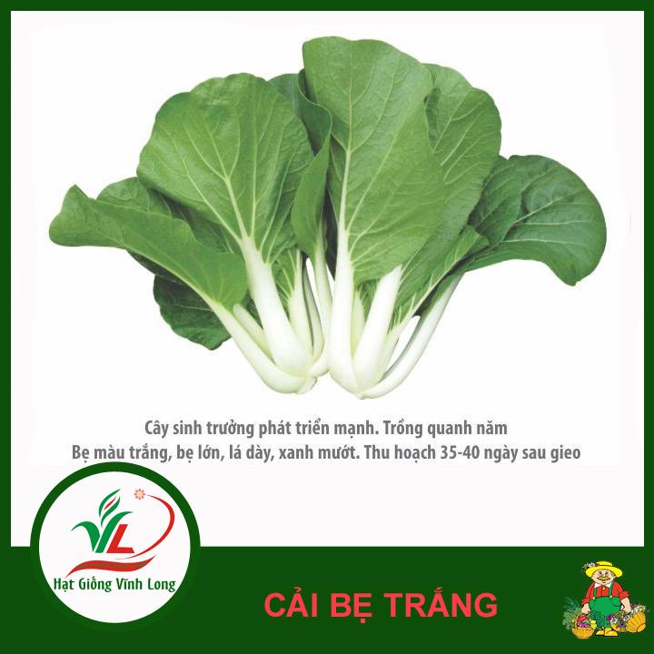 Hạt giống Cải bẹ trắng RD 725 - 20g