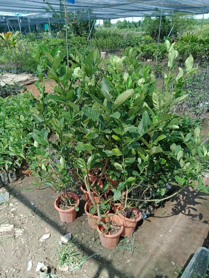 CÂY GIỐNG CHANH VÀNG MỸ ( CHANH TÂY)
