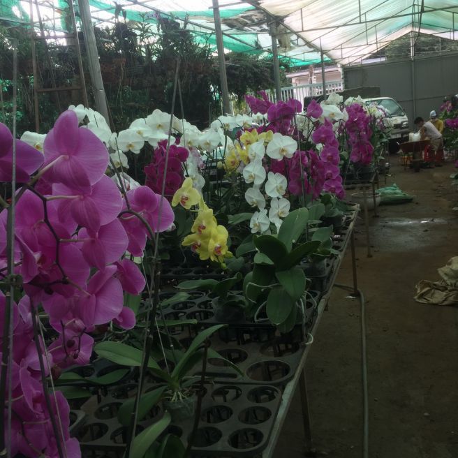 Hoa lan Hồ điệp hoa đại
