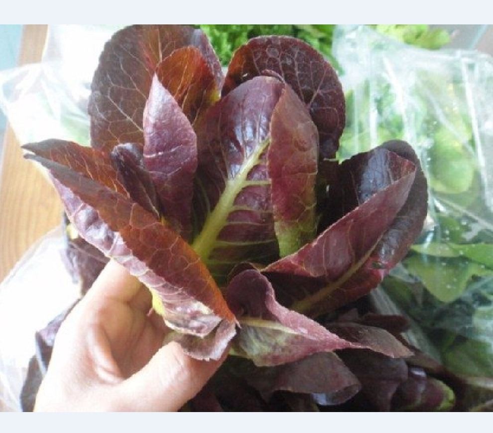 Hạt giống xà lách romaine đỏ - 0,2gr/gói