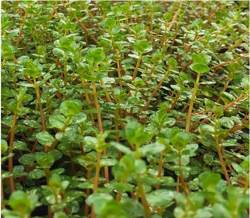 COMBO 20 Ngọn Cây Thủy Sinh Cắt Cắm Rotala Siêu Đỏ ( Vẩy Ốc Đỏ ) Không Cần Co2 (LÁ CẠN)