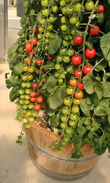 Hạt Giống Cà Chua Chuỗi Ngọc