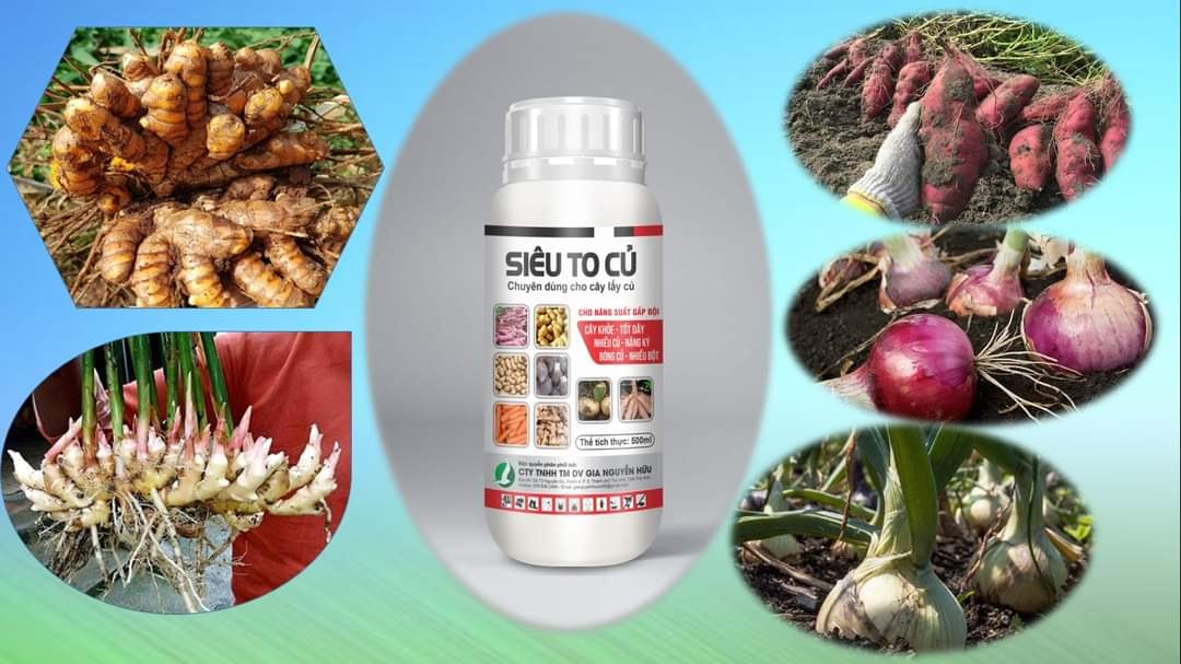 PHÂN BÓN SIÊU TO CỦ 500ML