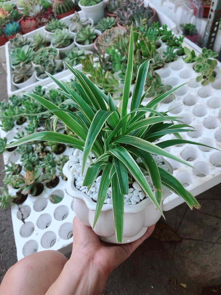 Chậu cây lan chi