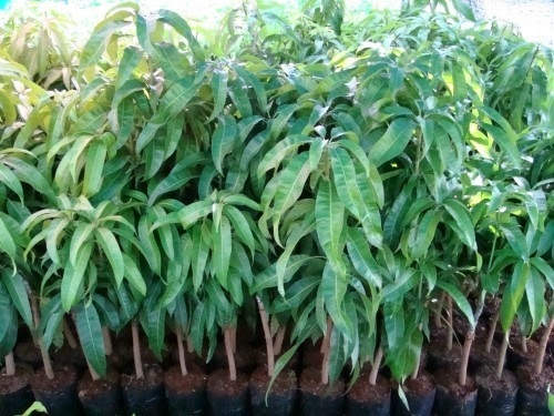 Cây giống Xoài Thái Lan