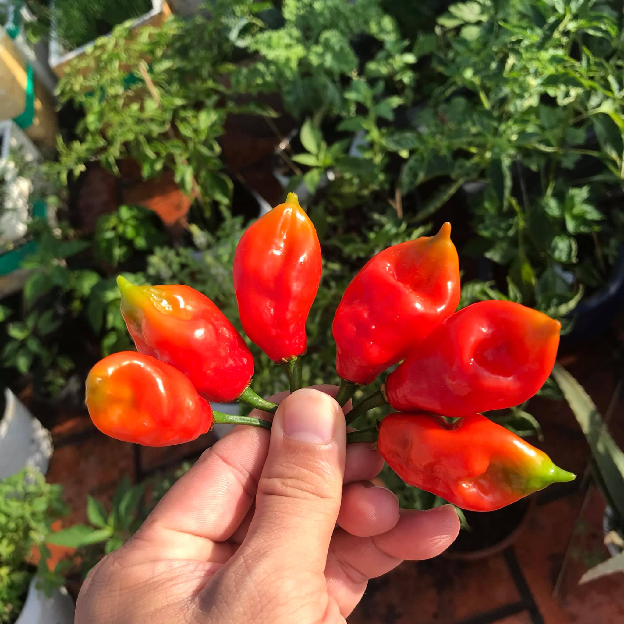Hạt ớt giống - Bhut Jolokia Red (Ghost Red) (5 hạt)