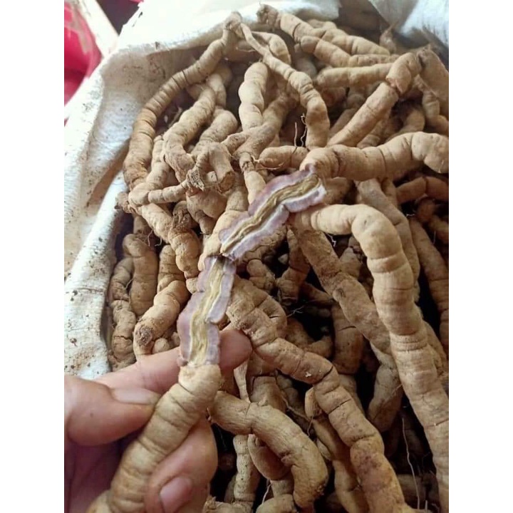 Ba kích tím Quảng Ninh [1kg]