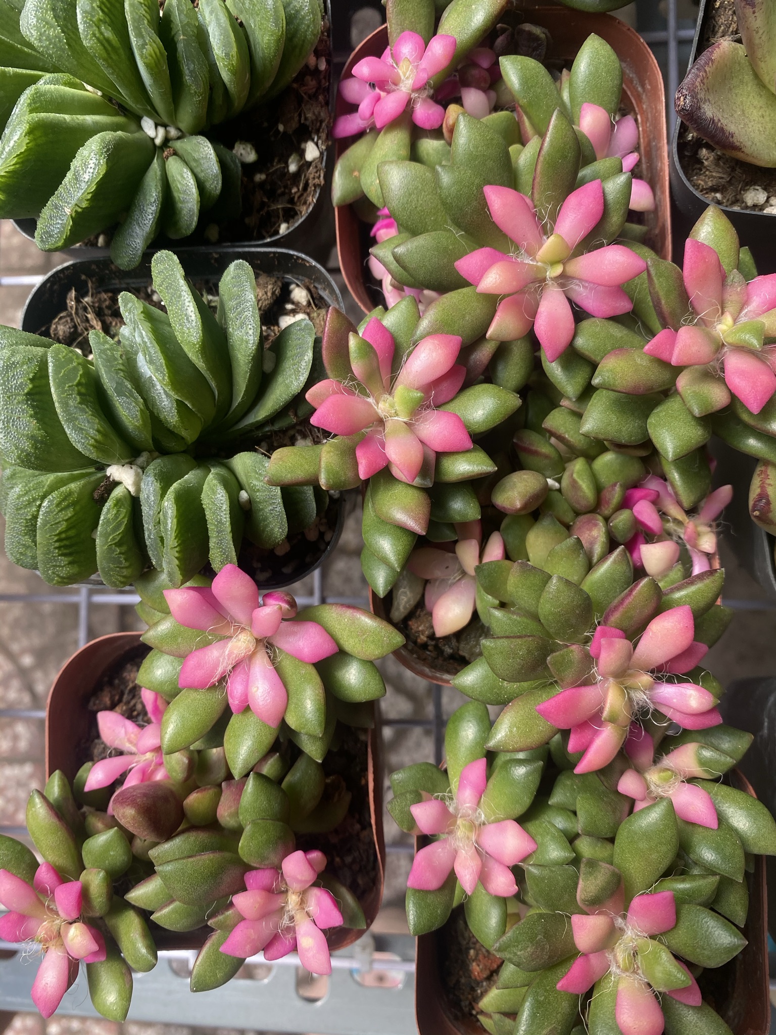 Sen Đá Hồng Sao Bụi 5cm