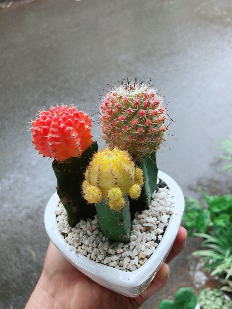 Chậu Xương Rồng Trái tim