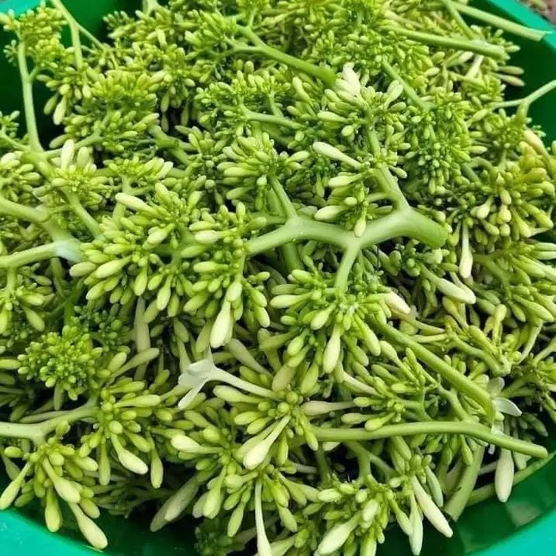 Hạt giống cây đu đủ đực siêu bông-gói 10 hạt