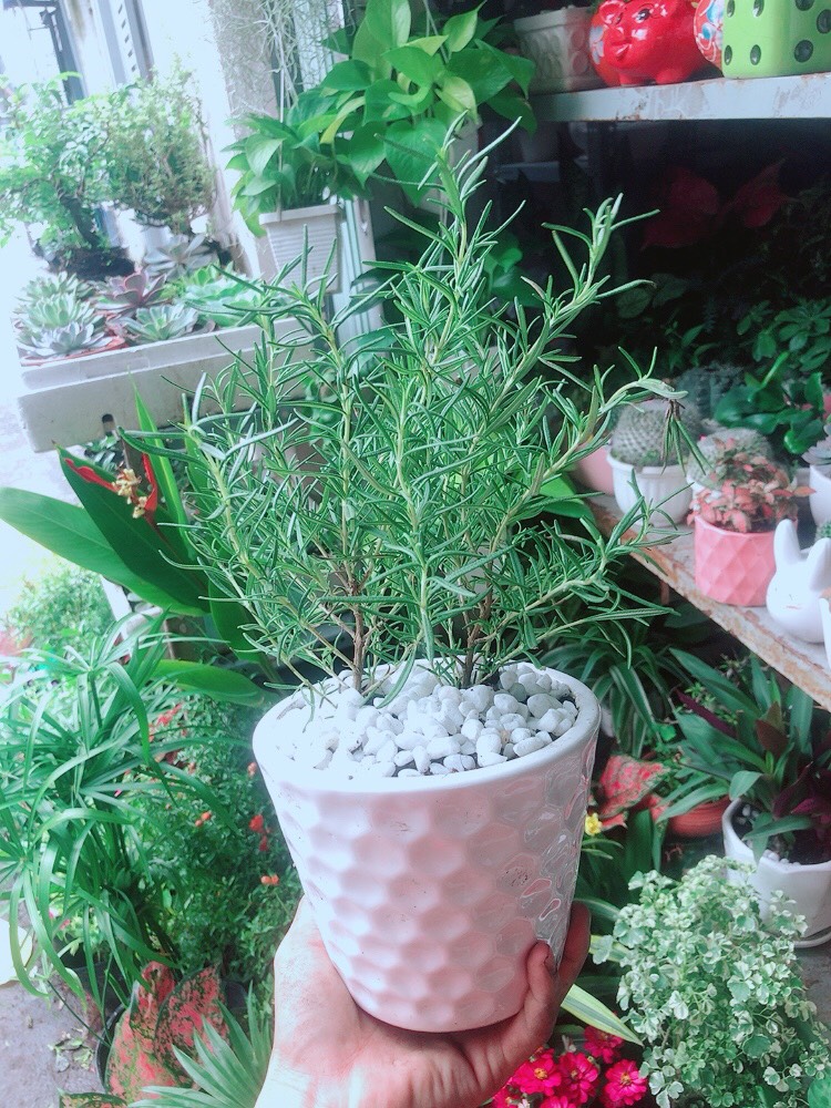 Chậu Cây Hương Thảo