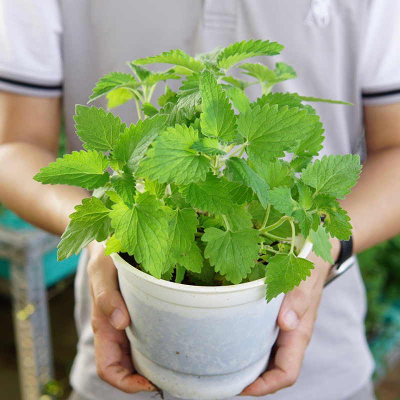 Cây Bạc Hà Mèo JUN GARDEN Catnip Và Catmint