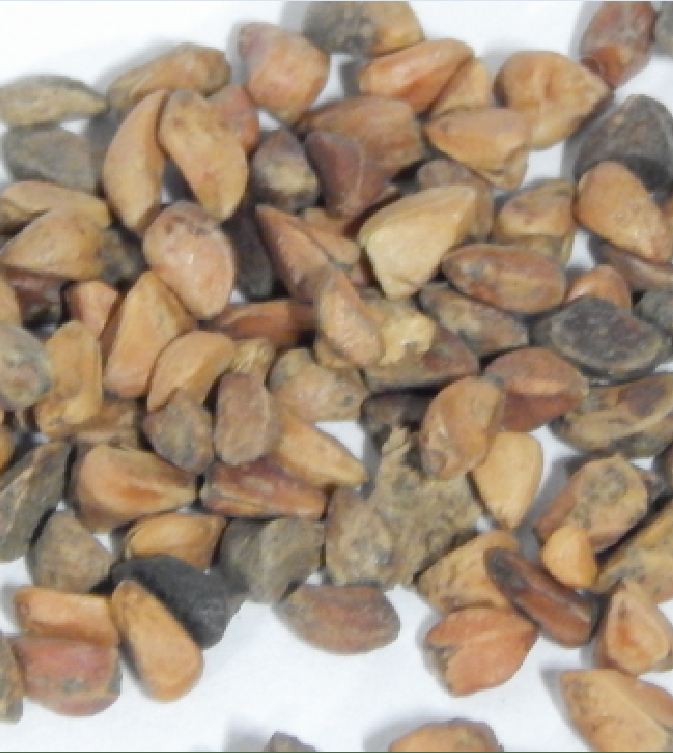 Mixed Dutch Rose Seeds (20 Seeds/Includes Seed Germination Stimulant Package)
