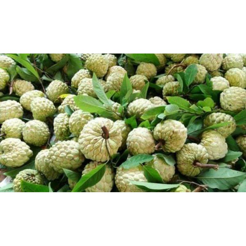CÂY GIỐNG MÃNG CẦU NA (uacj)