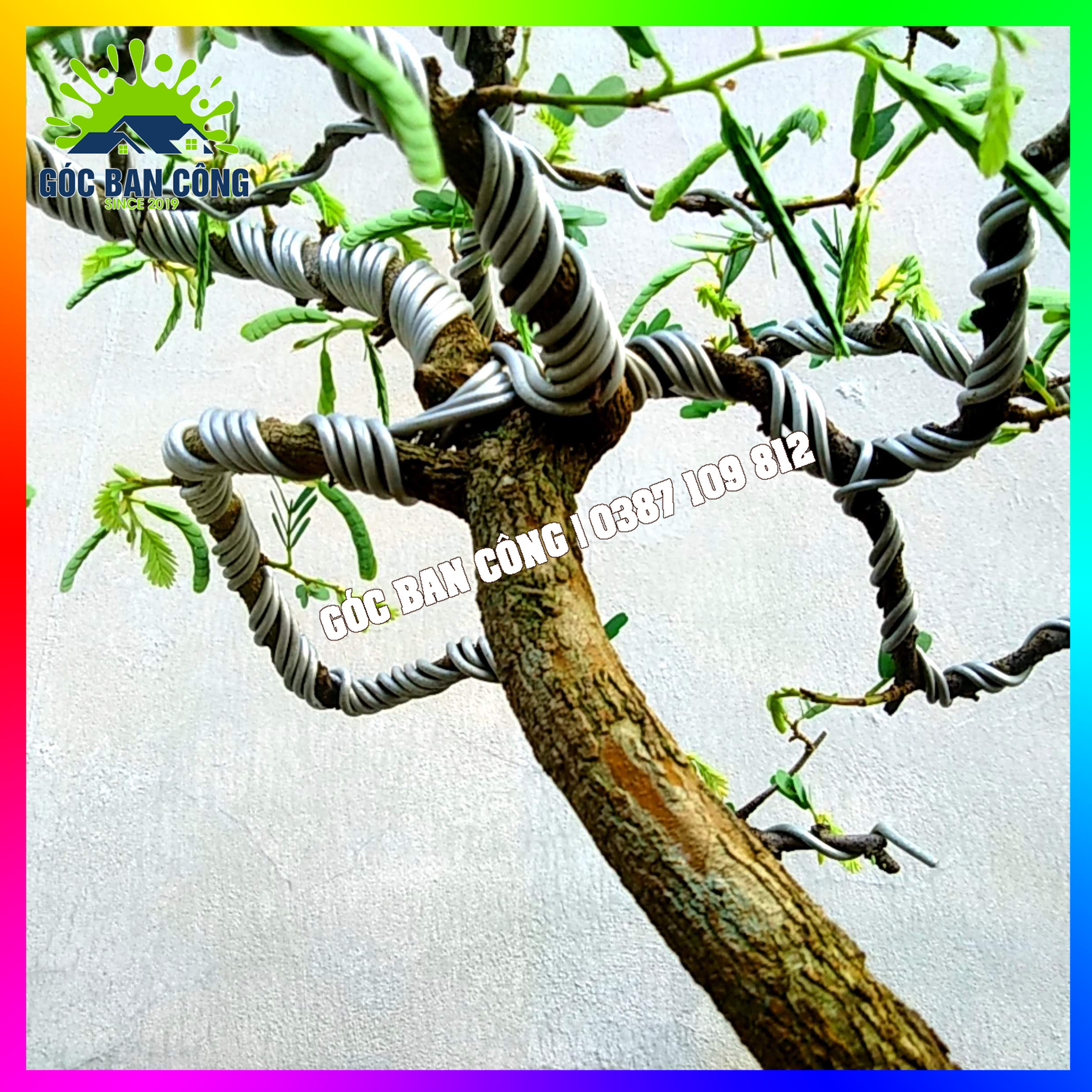 Cây Me Bonsai Mini Dáng Bạt Phong Gió Lùa