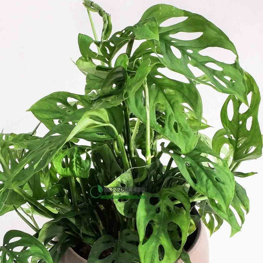 TRẦU BÀ LỔ - CHẦU BÀ LỔ - TRẦU BÀ LỖ