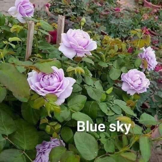 Chậu hoa hồng tím hồng blue sky