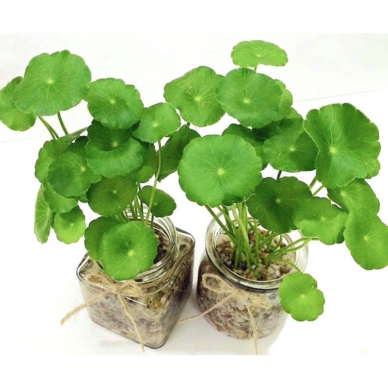 Cỏ đồng tiền, trồng thuỷ sinh được- cây bán ảnh cuối