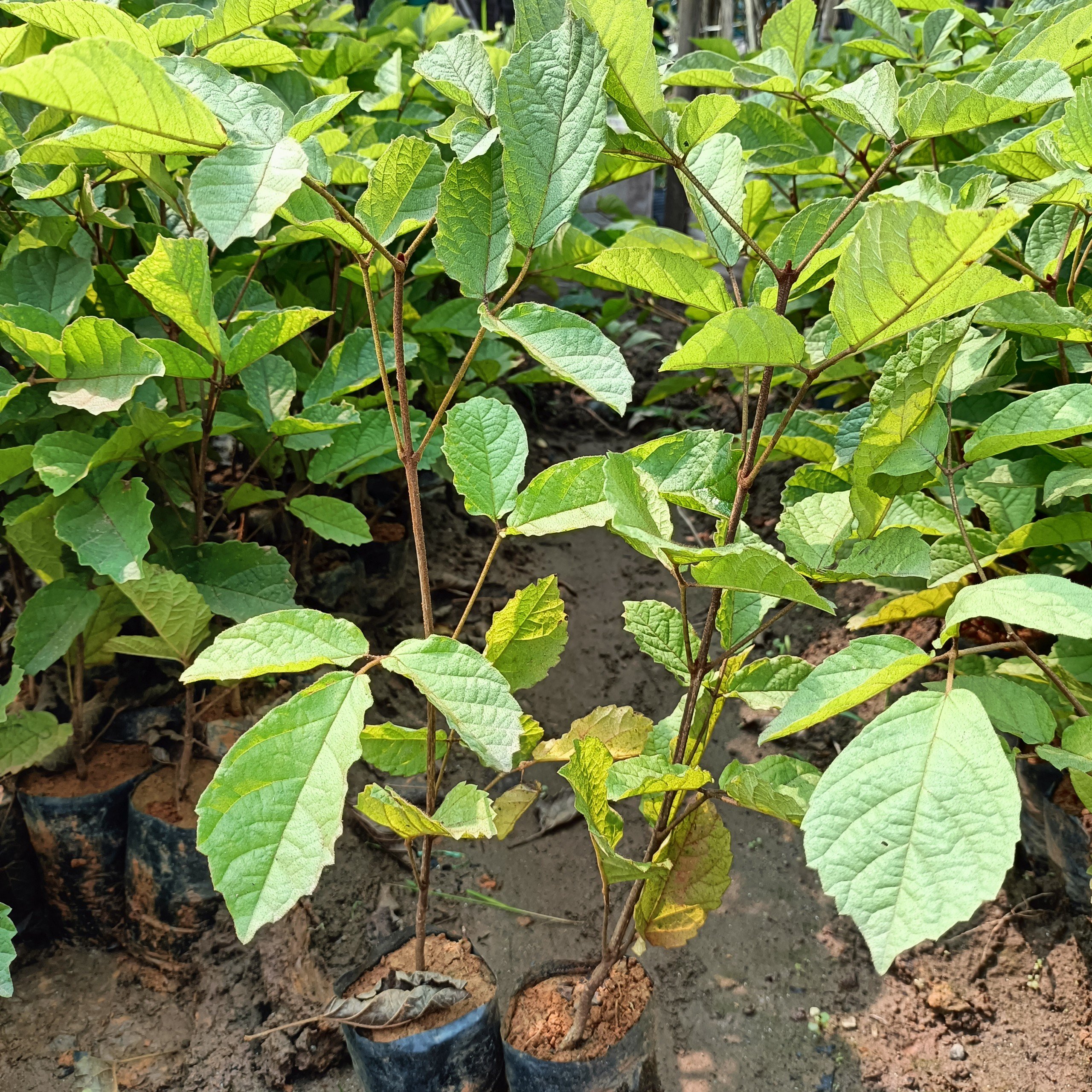 Cây giống phong linh vàng