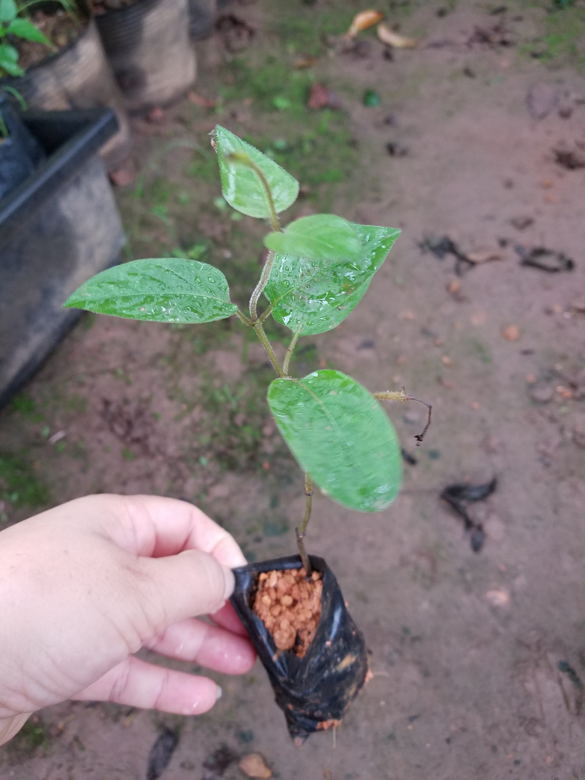 2 Cây mơ lông trồng bầu ươm - Cây gia vị