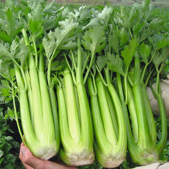 Hạt giống Cần tây Pascal Mỹ khổng lồ (0.5 gram)