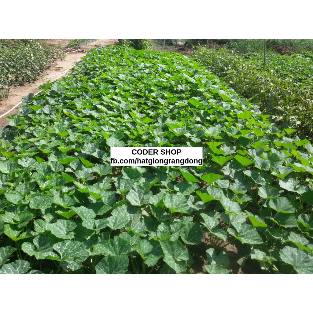 Hạt Giống Bí Siêu Ngọn Rạng Đông 5Gram
