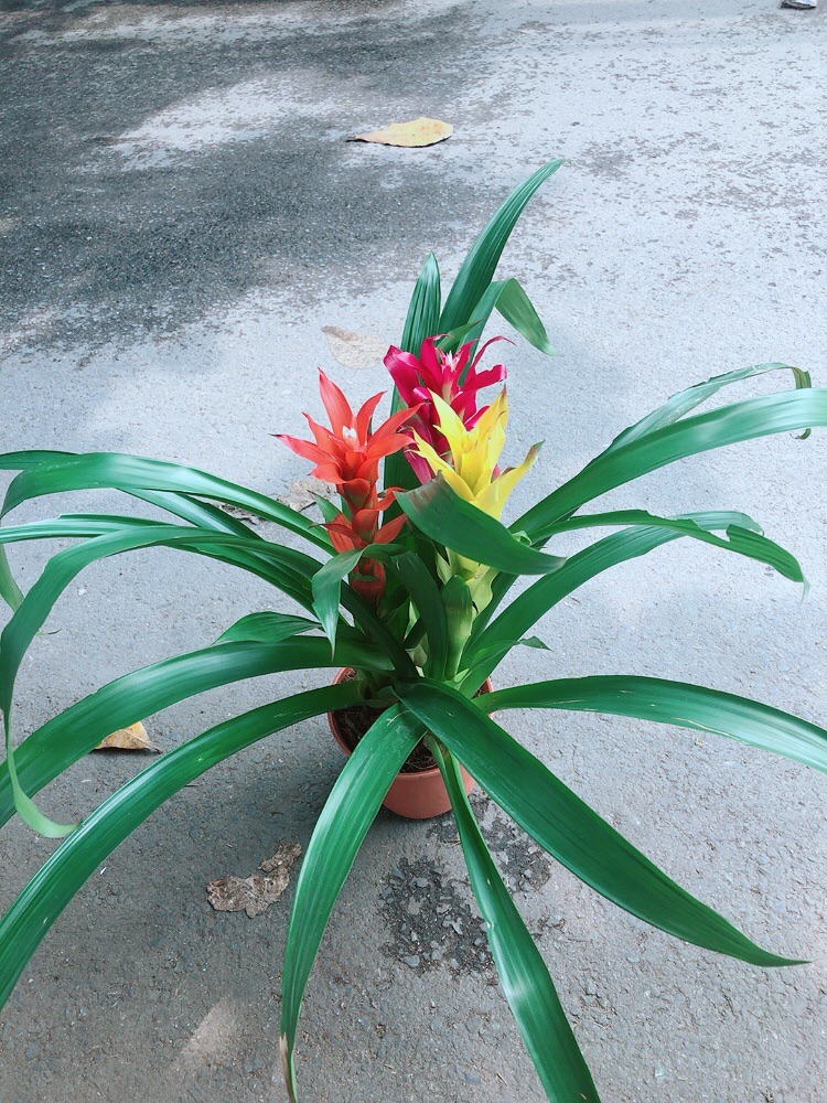 Cây Dứa Nến