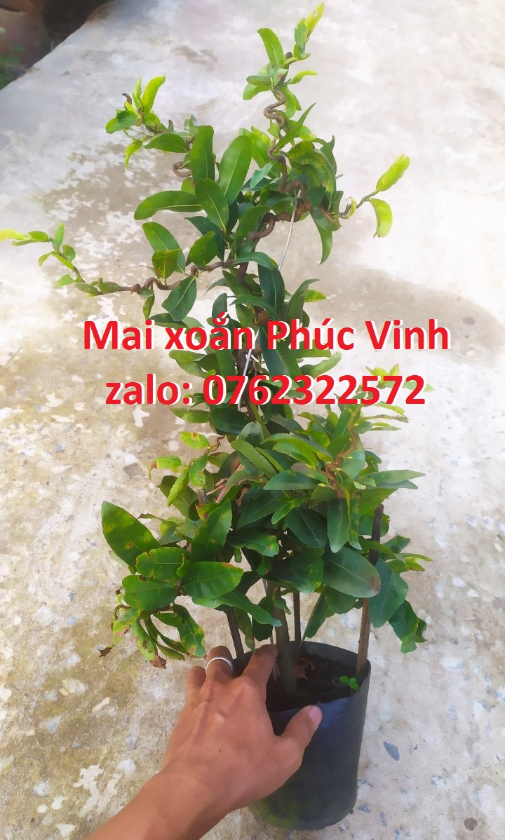 Mai Xoắn (Mai Quắn) Giảo Tự Xoắn