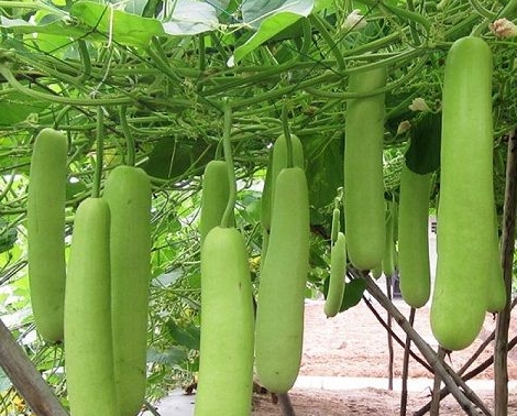 Hạt giống BẦU LAI