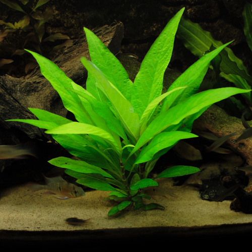 Aquarium Plants (5 Plants)