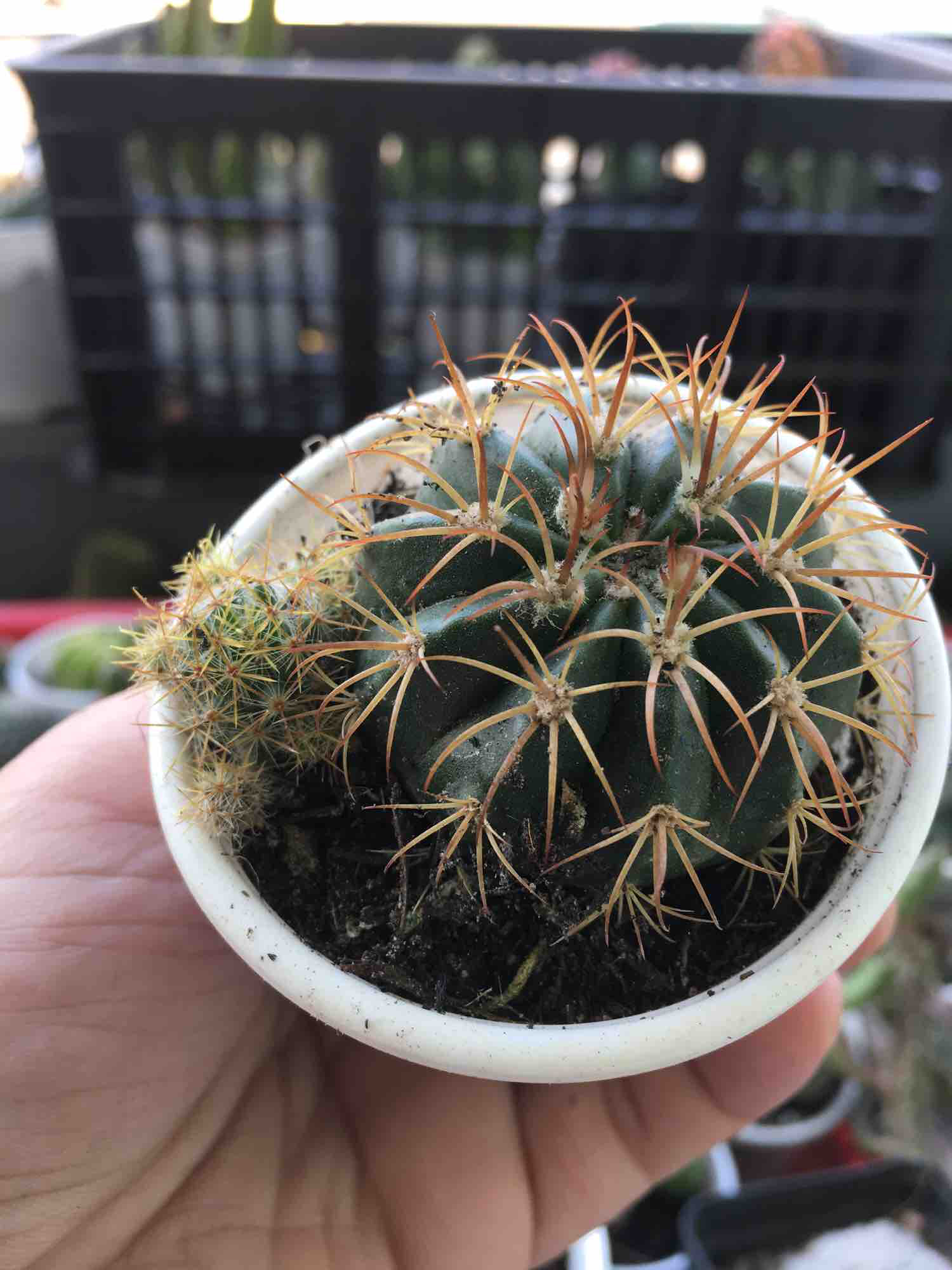 [HCM]Xương Rồng Melo 3cm (1 Cây)