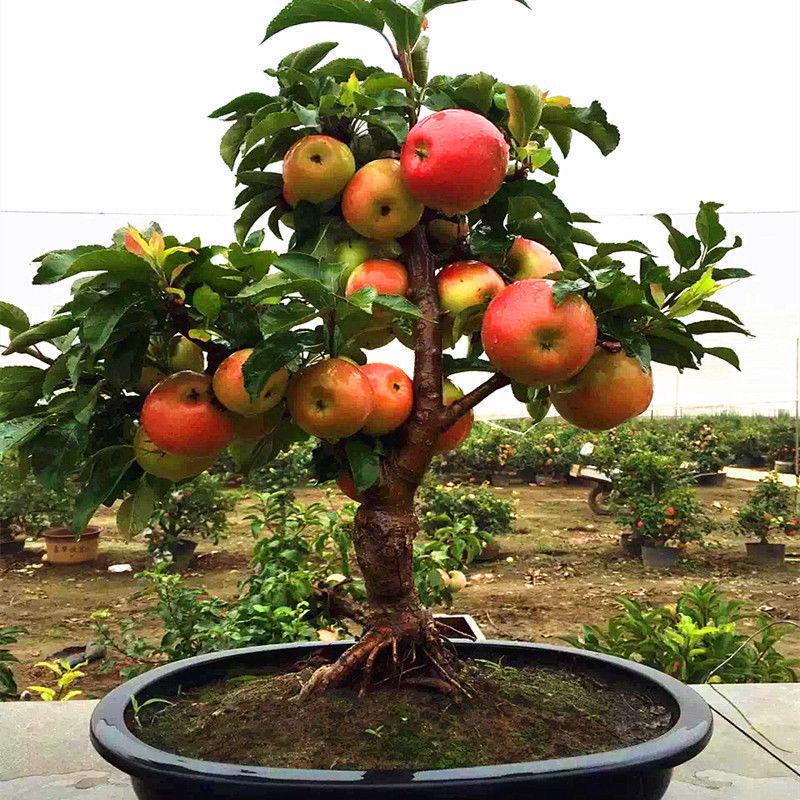 Dwarf apple seeds - Sale Off